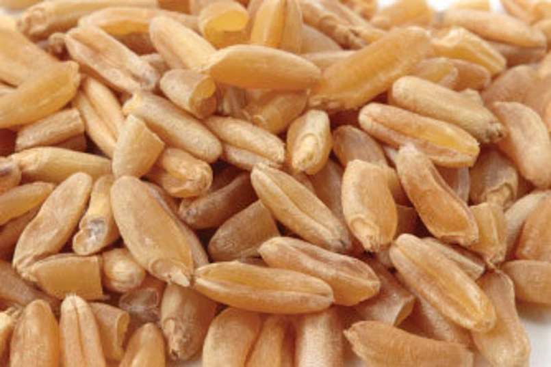 kamut wheat