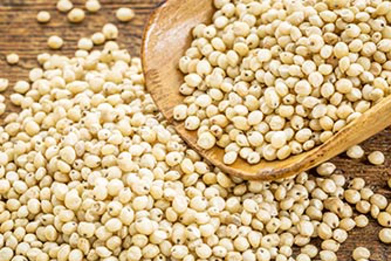 sorghum