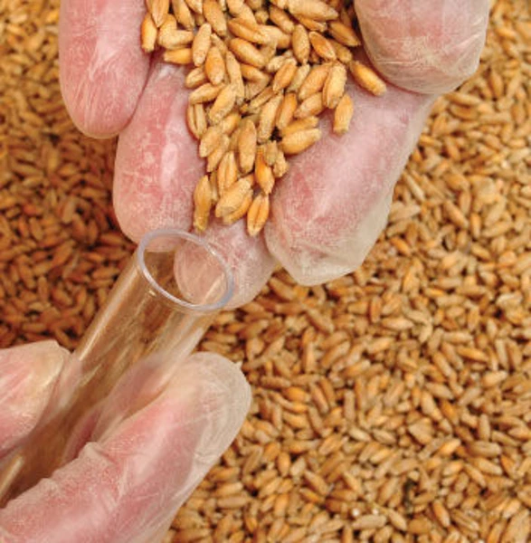 triticale