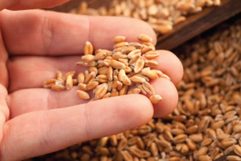 wheat
